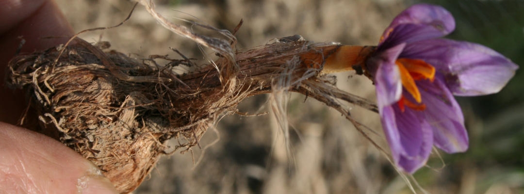 Die Safranzwiebel treibt erst im Herbst und überdauert den Rest des Jahres im Boden. 