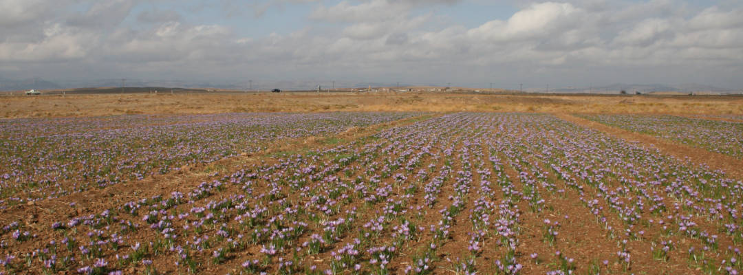 The main cultivation areas of saffron today are in the oriental countries - Iran 