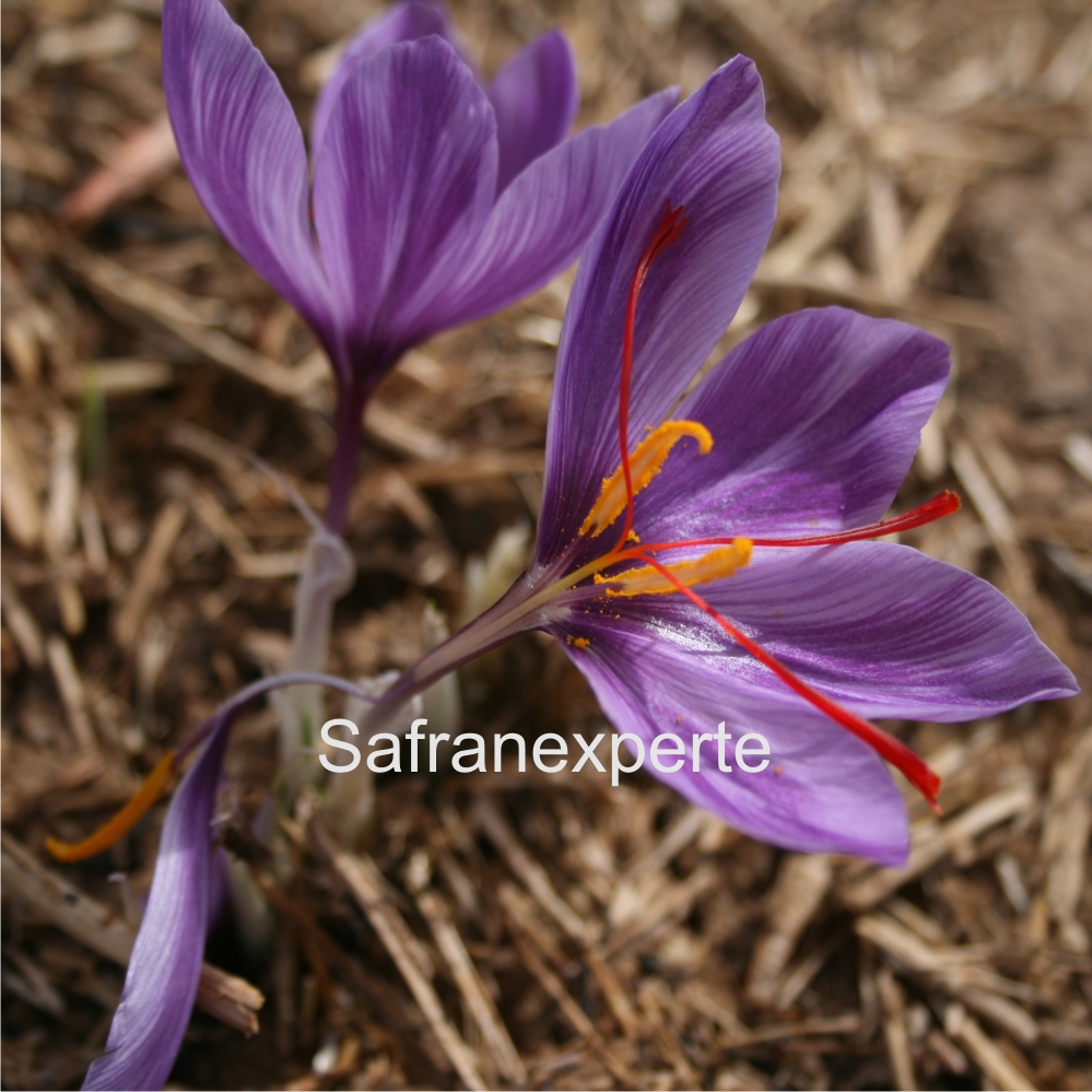 Echter Safran - Crocus sativus Saffron 