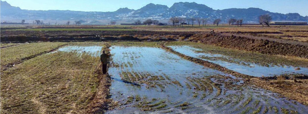 Die Safranfelder durch die Safranbauer, die ständig Ihre Felder beobachten, bewässert.